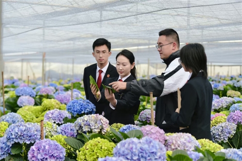 昆明法院保护鲜花知识产权、多元调解鲜花交易纠纷、暖心高效执行,以司法服务“细流”浇灌“美丽经济”。 昆明法院保护鲜花知识产权、多元调解鲜花交易纠纷、暖心高效执行,以司法服务“细流”浇灌“美丽经济”。