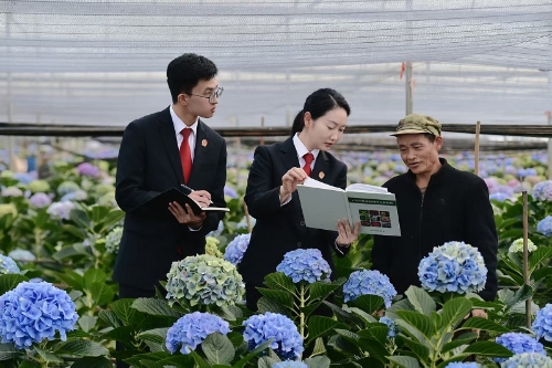 昆明市中级人民法院知识产权审判庭法官走进鲜花种植基地，开展知识产权保护普法宣传。张茹琳摄.jpg